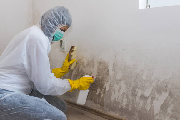 Best Certified Mold Removal  in Glenwood, AR