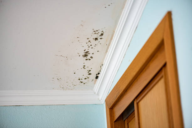 Best Crawl Space Mold Removal  in Glenwood, AR