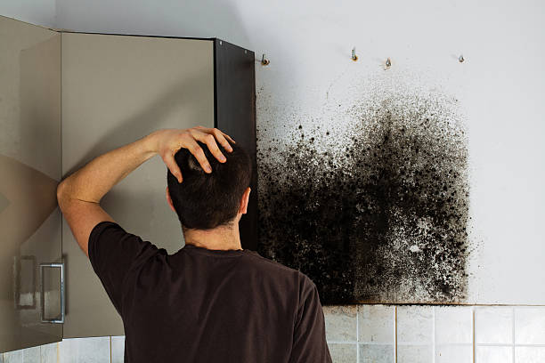 Best Home Mold Removal  in Glenwood, AR