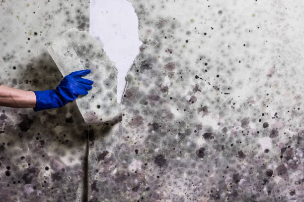 Best Mold Damage Repair  in Glenwood, AR