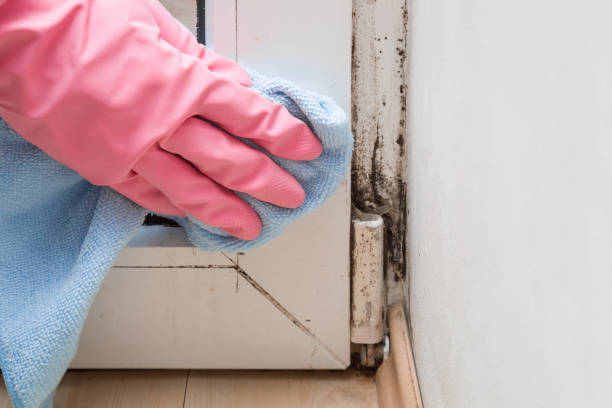 Best Residential Mold Removal  in Glenwood, AR