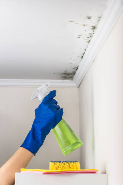 Best Black Mold Removal  in Glenwood, AR